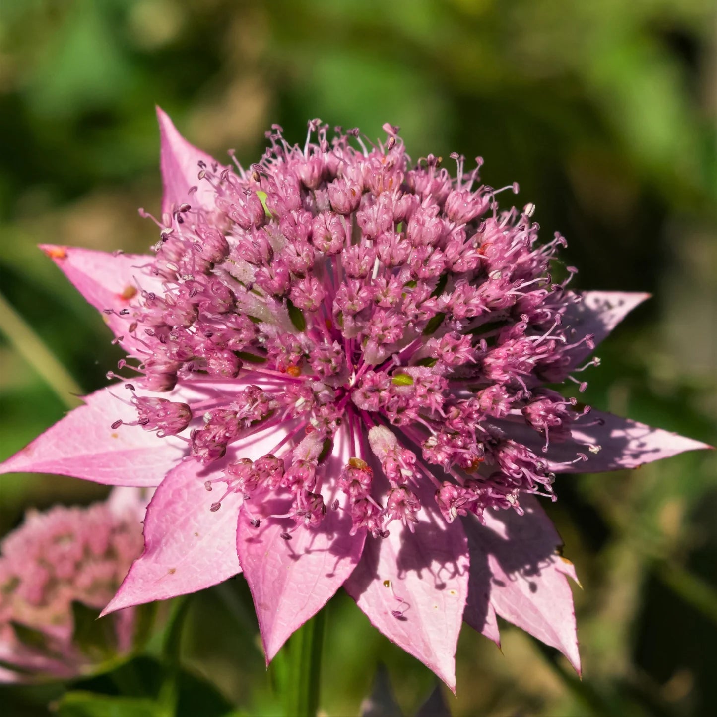 Heirloom Non-GMO Astrantia Pincushion Flower Seeds – Perennial Flower Seeds for Planting - Non-GMO for planting in home garden